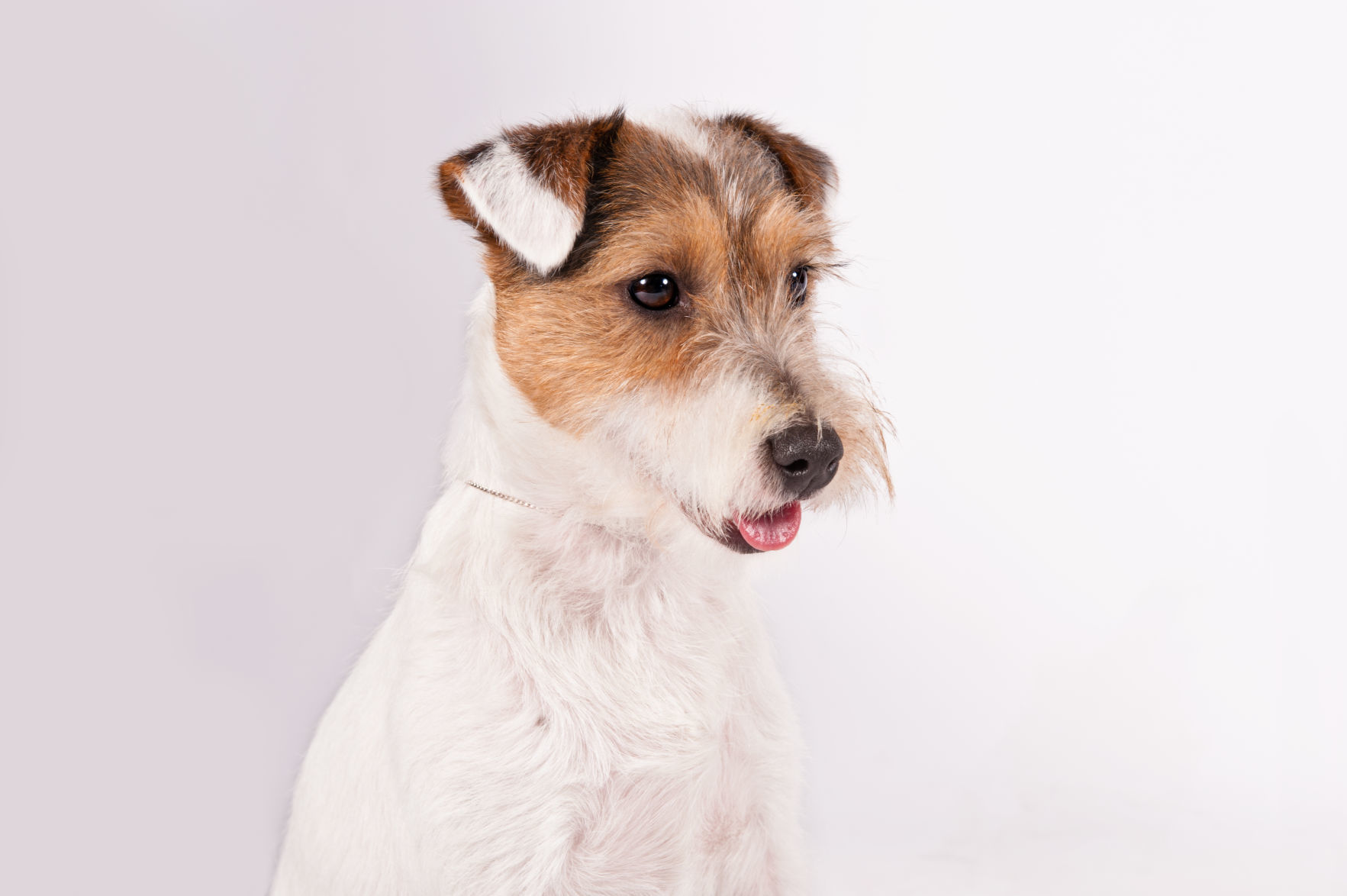 Parson Russell terrier
